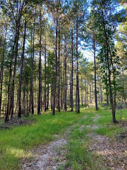 Ranch Property for sale in Covington County, Alabama