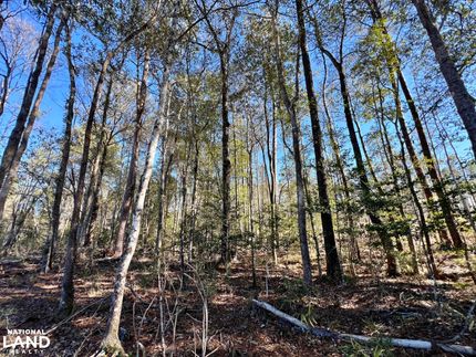Hunting Land for sale in Washington County, Alabama