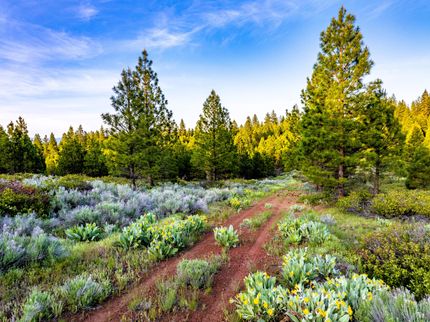 Undeveloped Land for sale in Modoc County, California
