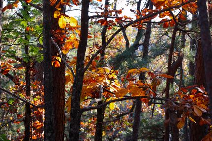 Undeveloped Land for sale in Le Flore County, Oklahoma
