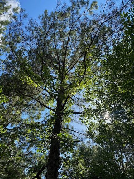 Farm Property in Johnson County, Georgia