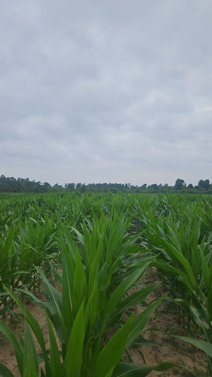 Undeveloped Land for sale in Dougherty County, Georgia