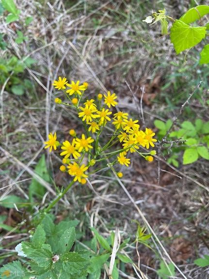 Property for sale in Habersham County, Georgia