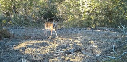 Property for sale in Decatur County, Georgia