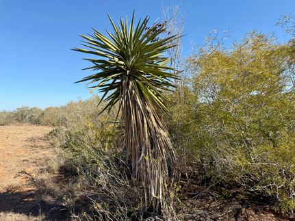 Property for sale in Duval County, Texas