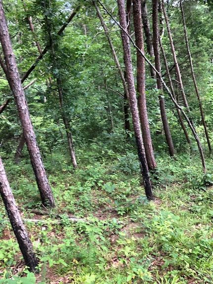 Undeveloped Land for sale in Lawrence County, Kentucky