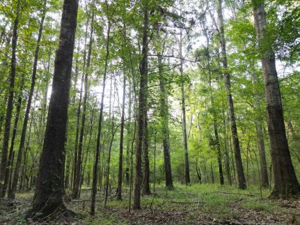 Property for sale in Madison County, Mississippi