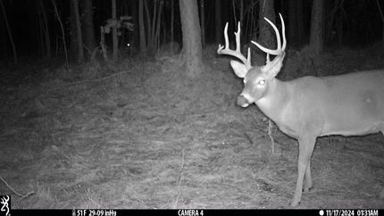 Hunting Land for sale in Lawrence County, Alabama