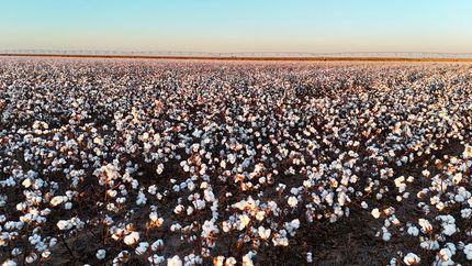 Farm Property for sale in Hale County, Texas