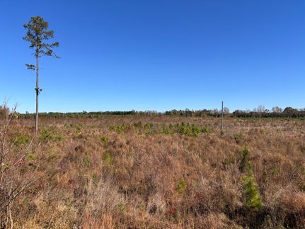 Hunting Land for sale in Calhoun County, South Carolina