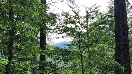 Undeveloped Land for sale in Polk County, Tennessee