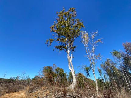 Property for sale in Perry County, Alabama