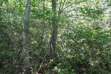 Property for sale in Highland County, Virginia