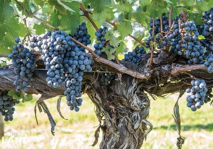 Farm Property for sale in Rockingham County, Virginia