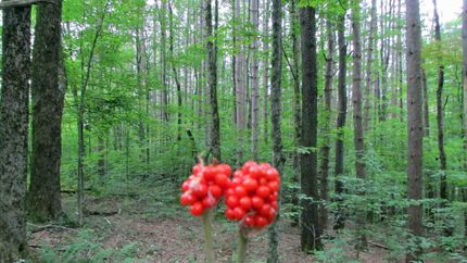 Property for sale in Delaware County, New York