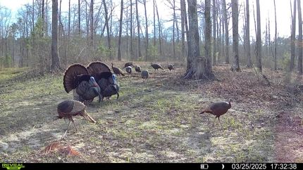 Property for sale in Hardeman County, Tennessee