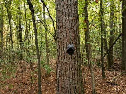 Property for sale in Calhoun County, Arkansas