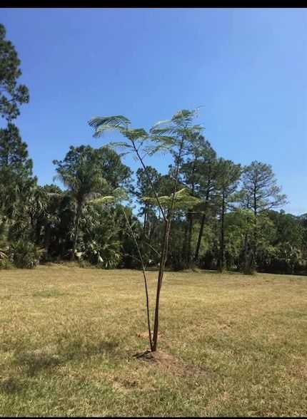 Undeveloped Land for sale in Osceola County, Florida