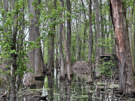 Hunting Land for sale in Woodruff County, Arkansas