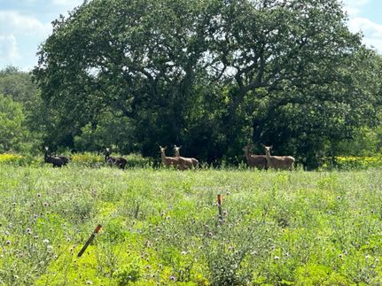 Ranch Property for sale in Medina County, Texas