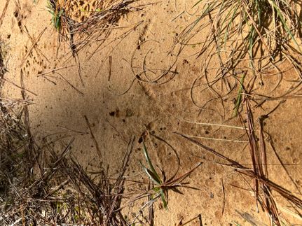 Ranch Property for sale in Clarke County, Mississippi