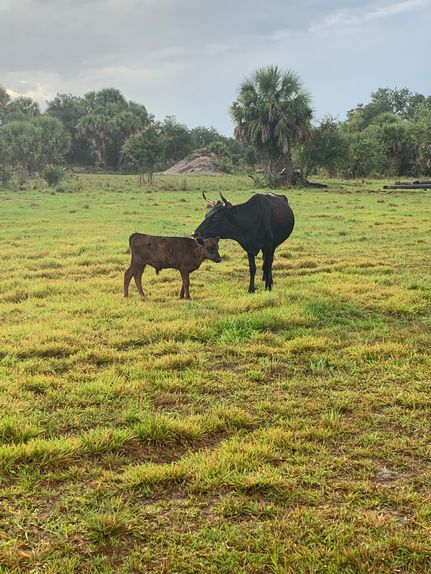 Ranch Property for sale in Glades County, Florida