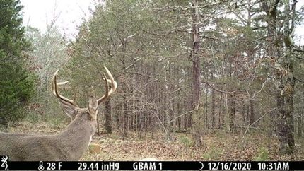 Undeveloped Land for sale in Stone County, Arkansas