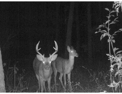 Farm Property in Douglas County, Missouri