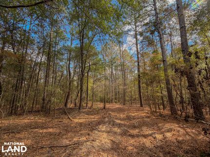 Hunting Land for sale in Chilton County, Alabama