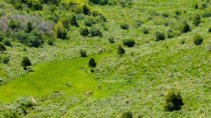 Hunting Land for sale in Rio Blanco County, Colorado