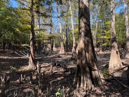 Farm Property for sale in Beauregard Parish, Louisiana