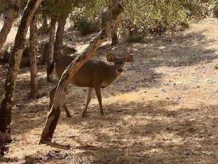 Farm Property for sale in Lake County, California