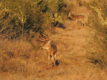 Property for sale in Webb County, Texas