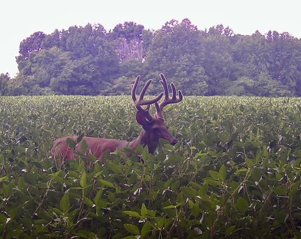 Property for sale in Pope County, Illinois