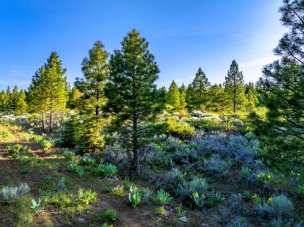 Waterfront Property for sale in Modoc County, California