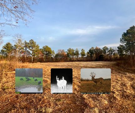 Property for sale in Lauderdale County, Alabama