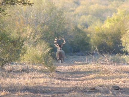 Hunting Land for sale in Duval County, Texas