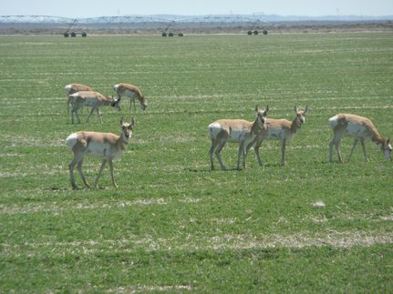 Undeveloped Land for sale in Lake County, Oregon