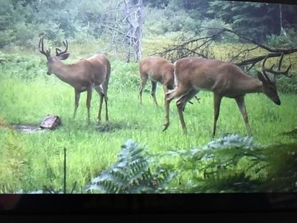 Timberland Property for sale in Mecosta County, Michigan