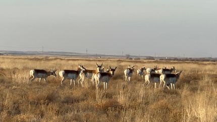 Hunting Land for sale in Chaves County, New Mexico