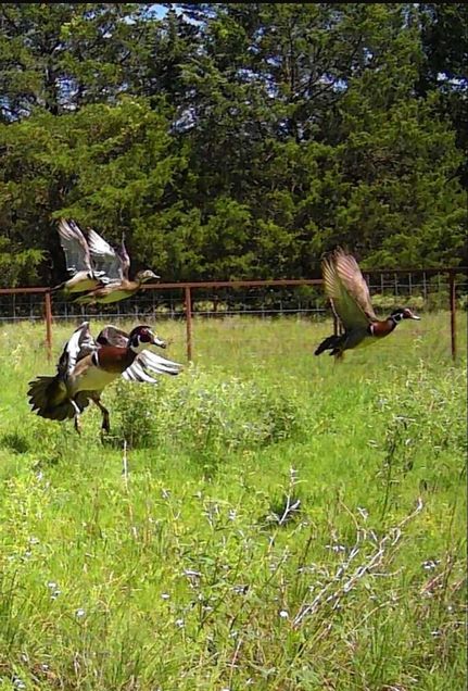 Hunting Land for sale in Grayson County, Texas