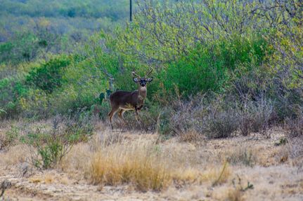 Property for sale in Webb County, Texas