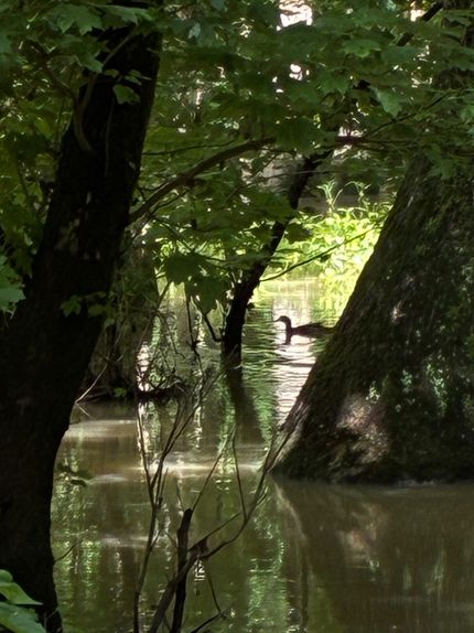 Hunting Land for sale in Woodruff County, Arkansas