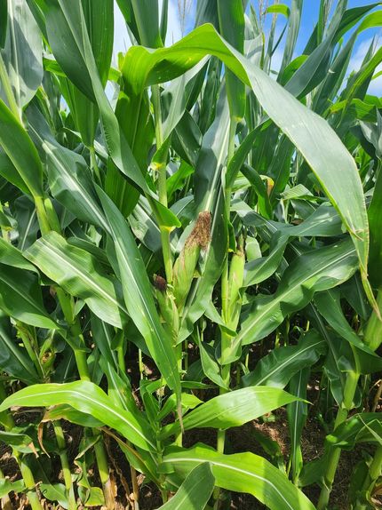 Farm Property for sale in Saline County, Missouri