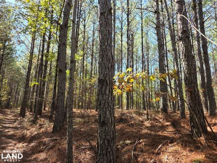 Undeveloped Land for sale in Marion County, Alabama