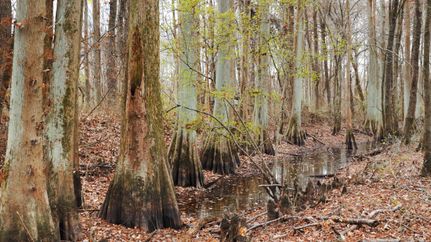 Riverfront Property for sale in Hardeman County, Tennessee