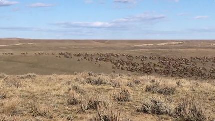 Recreational Property for sale in Golden Valley County, Montana