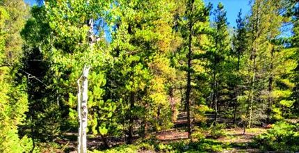 Hunting Land for sale in Gunnison County, Colorado