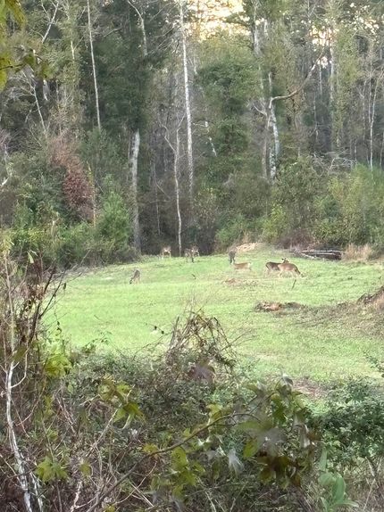Undeveloped Land for sale in Amite County, Mississippi