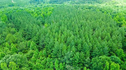 Undeveloped Land for sale in Wayne County, Mississippi